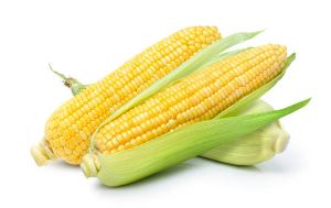  Sweet Corn   