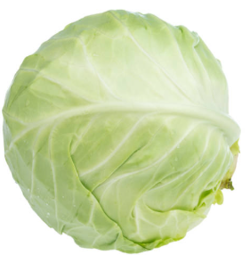 Cabbage 
