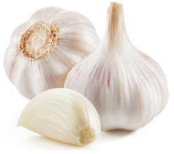 Garlic 